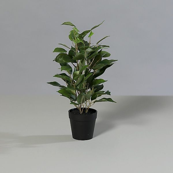 Kunstpflanze Ficus im schwarzen Kunststofftopf 36cm, günstig online kaufen
