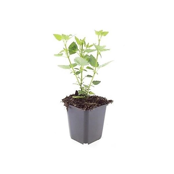 Exotenherz Zierstaude Duftnessel Agastache Rugosa Blue Fortune 9cm Topf Set günstig online kaufen