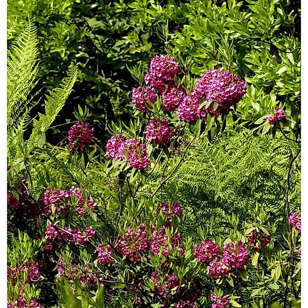 Rotes Lorbeerröslein 50-60cm - Kalmia angustifolia günstig online kaufen