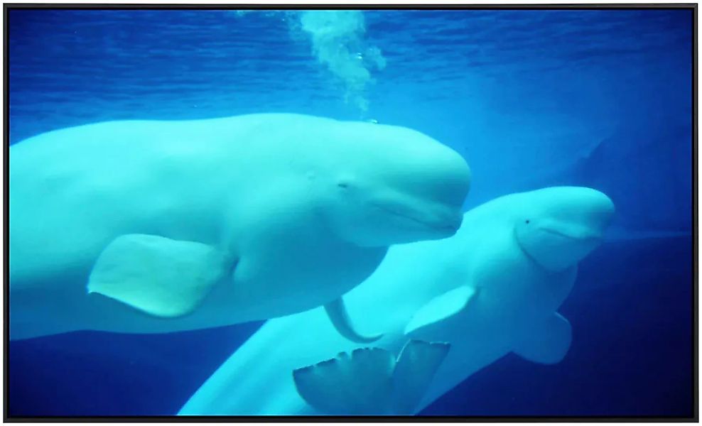 Papermoon Infrarotheizung »Beluga Wale« günstig online kaufen