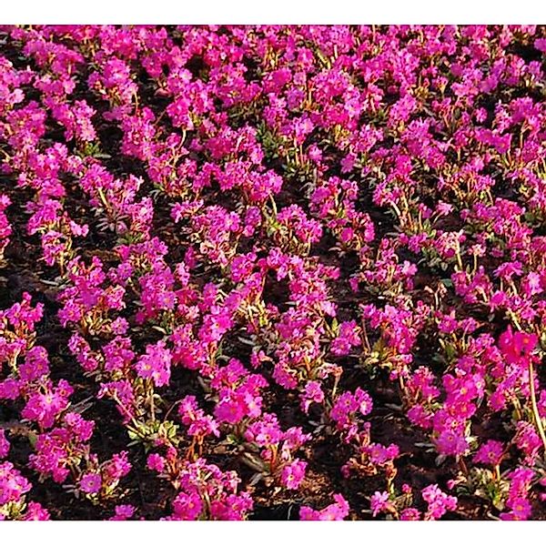 Rosen Primel Grandiflora - Primula rosea günstig online kaufen