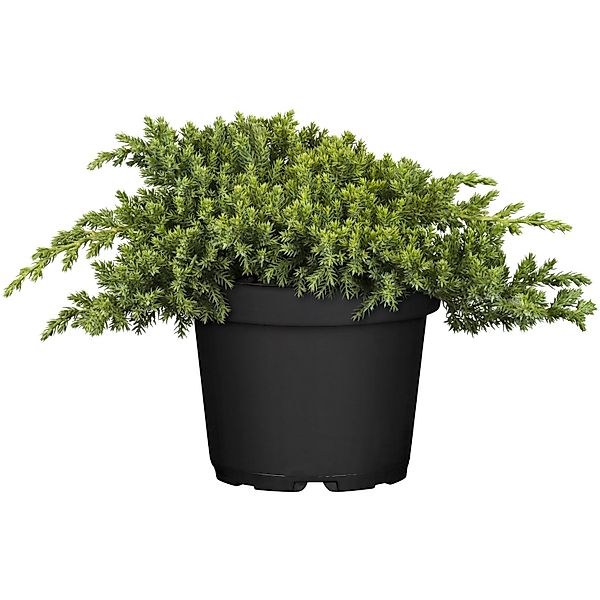 OBI Kriech-Wacholder Nana Höhe ca. 10 - 20 cm Topf ca. 5, Juniperus günstig online kaufen