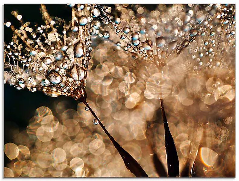 Artland Glasbild »Pusteblume Goldschimmer« Blumen 1 Stk. tlg. in verschiede günstig online kaufen