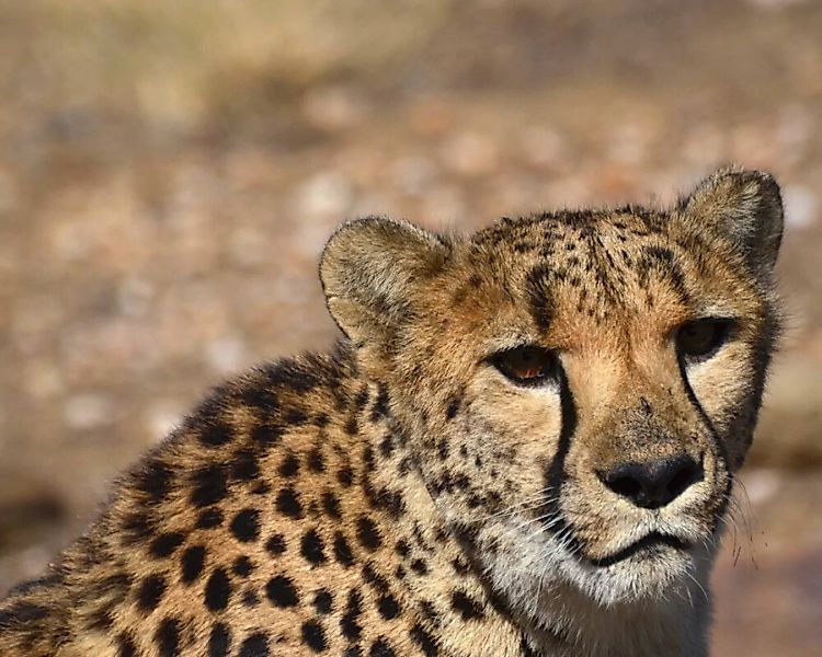 Fototapete "Gepard" 4,00x2,50 m / Glattvlies Brillant günstig online kaufen