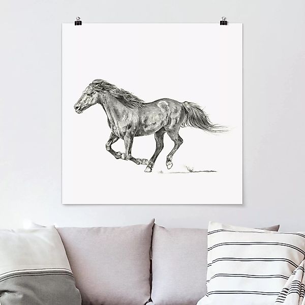 Poster Tiere - Quadrat Wildpferd-Studie - Stute günstig online kaufen