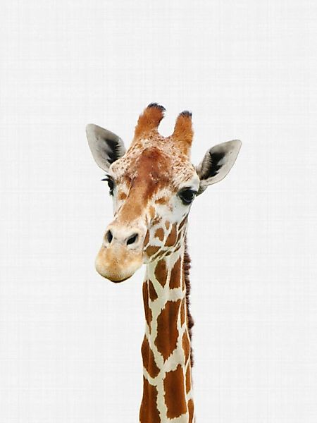 Poster / Leinwandbild - Giraffe günstig online kaufen