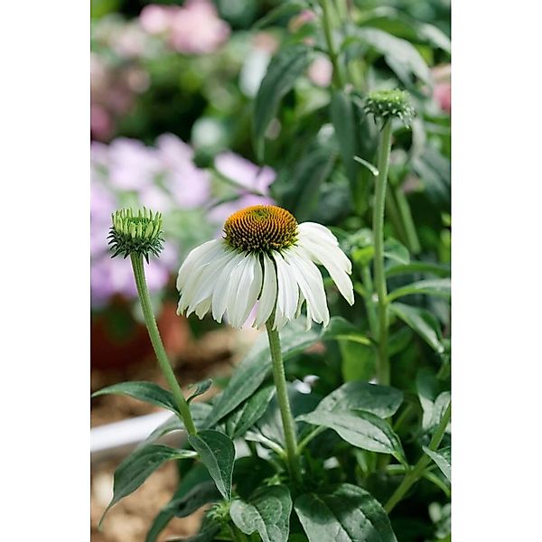 Echinacea Purpurea Baby Swan White Roter Sonnenhut Ca. 9x9 cm Topf günstig online kaufen