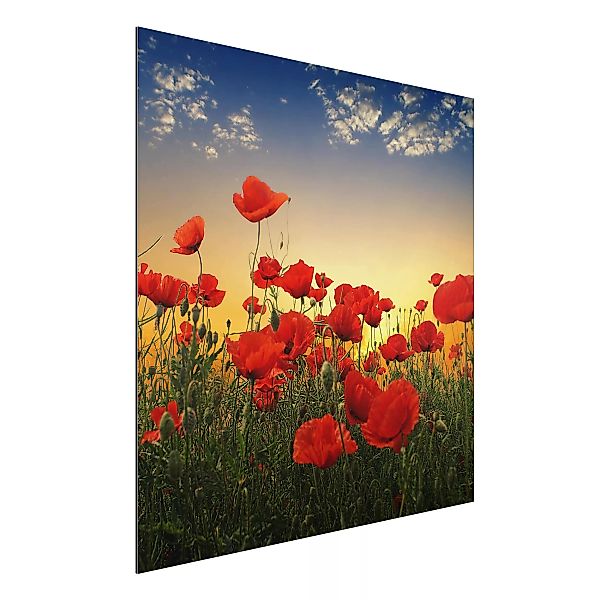 Alu-Dibond Bild Blumen - Quadrat Mohnblumenfeld im Sonnenuntergang günstig online kaufen