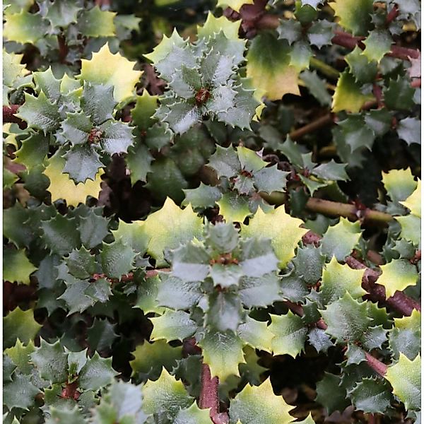 Immergrüne Sächelblume Emily Brown 25-30cm - Ceanothus gloriosus günstig online kaufen