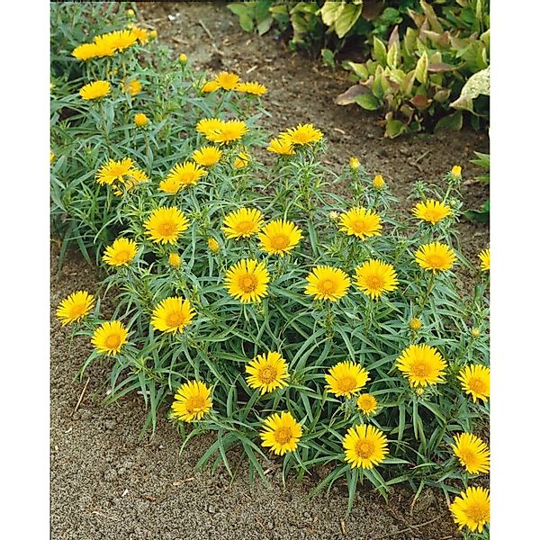 Inula Ensifolia Schwertalant Gen. Ca. 9x9 cm Topf günstig online kaufen