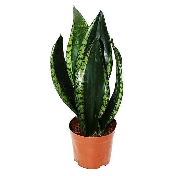 Exotenherz Zimmerpflanze Sansevieria trifasciata Silver Flame Bogenhanf 12c günstig online kaufen