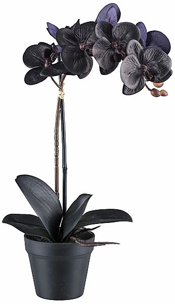Kunstorchidee Orchidee Phalaenopsis Orchidee, Bruno Banani, Höhe 48 cm, mit günstig online kaufen