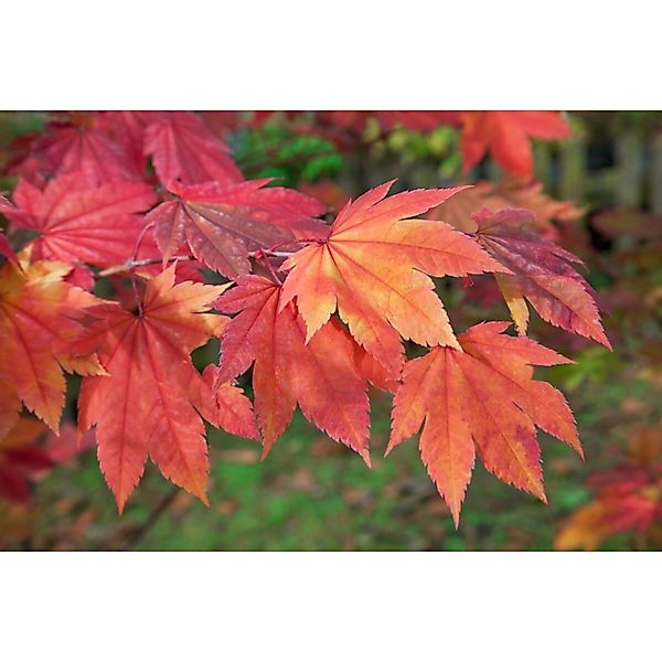 Acer Japonicum Indian Summer Japanischer Ahorn 175–200 cm günstig online kaufen