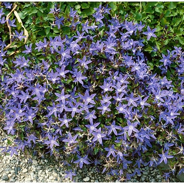 Campanula Poscharskyana Stella Polsterglockenblume Ca. 9x9 cm Topf günstig online kaufen