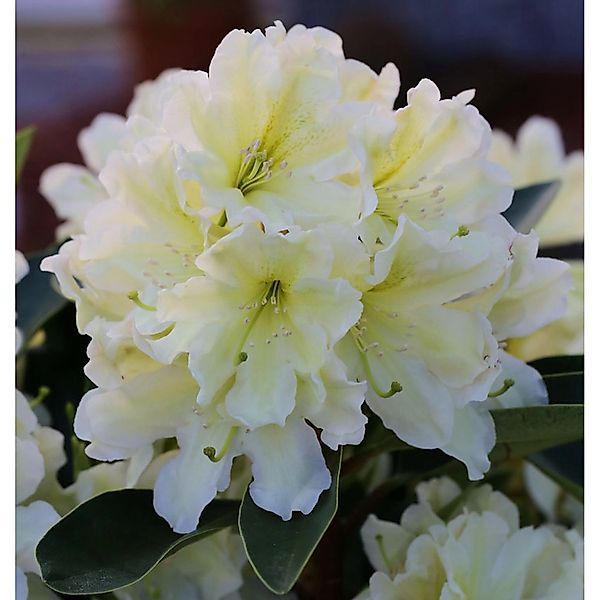 Großblumige Rhododendron Dufthecke Gelb 50-60cm - Alpenrose günstig online kaufen