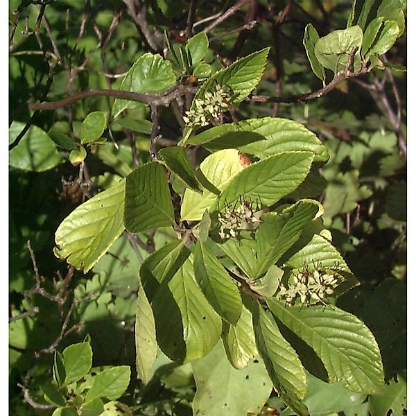 Silberkerzenstrauch Pink Spire 40-60cm - Clethra alnifolia günstig online kaufen