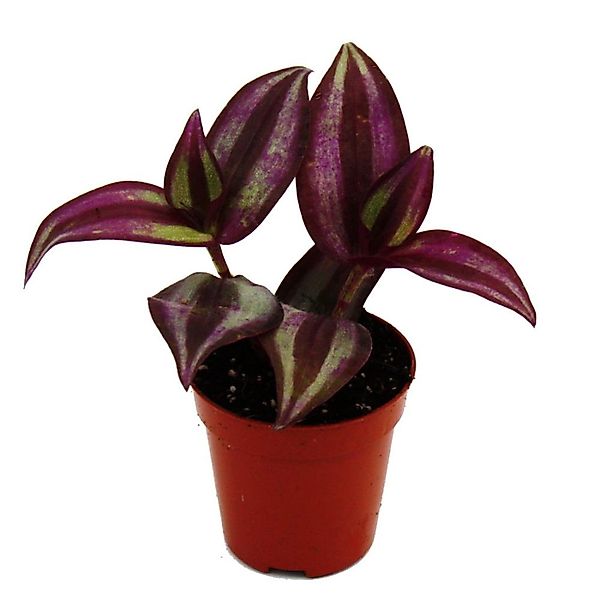 Exotenherz Zimmerpflanze Mini-Pflanze Tradescantia Purple Dreimasterblume W günstig online kaufen