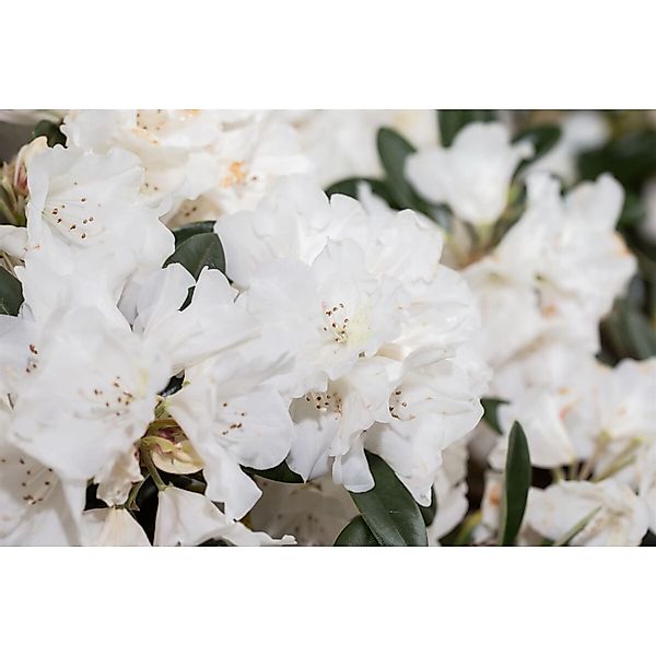 Rhododendron Roxieanum Var. Oreonastes Immergrün 30–40 cm günstig online kaufen