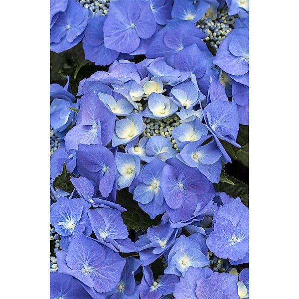 Hydrangea Macrophylla Bauernhortensie 30-40 cm günstig online kaufen