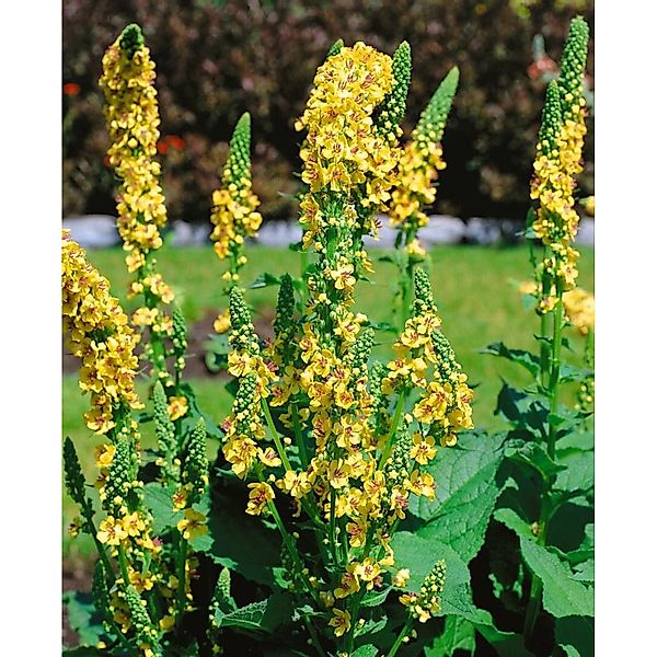 Verbascum Chaixii Sixteen Candles Windblume Ca. 9x9 cm Topf günstig online kaufen