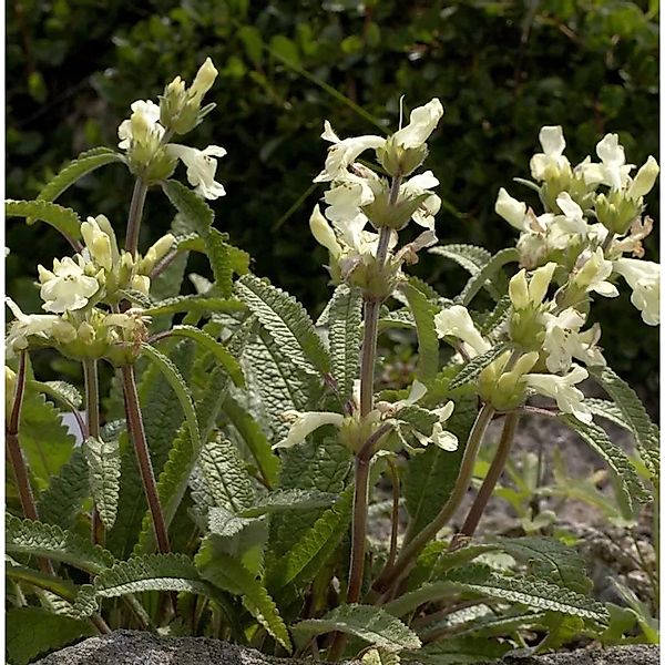 Kaukasus-Ziest - Buchviole - Betonica nivea günstig online kaufen