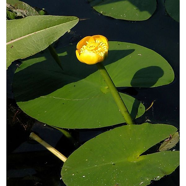 Japanische Seerose - Nuphar japonica günstig online kaufen