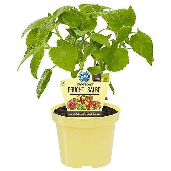 Blu Bio-Frucht-Salbei Topf-Ø ca. 12 cm Salvia günstig online kaufen