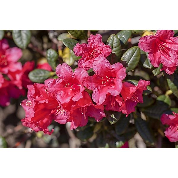 Rhododendron Repens Abendrot Leuchtend Rot 20–25 cm günstig online kaufen
