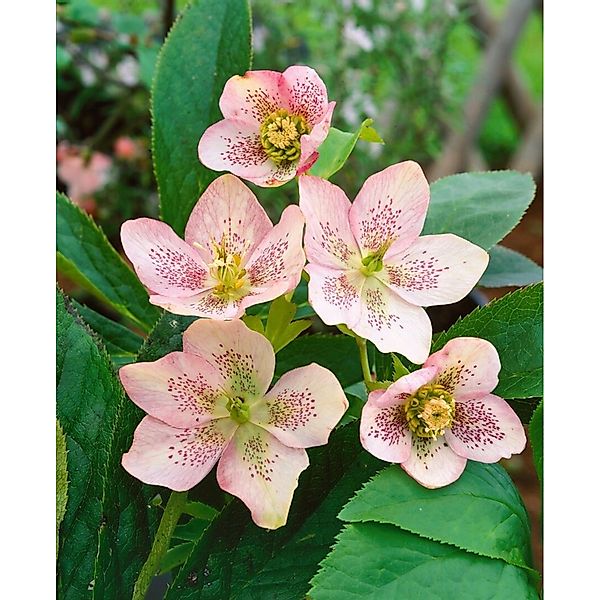 Helleborus X Sternii Ca. 11x11 cm Topf günstig online kaufen