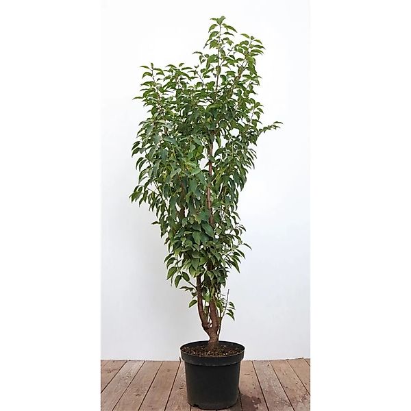 Prunus,usitanica 80-100 cm günstig online kaufen