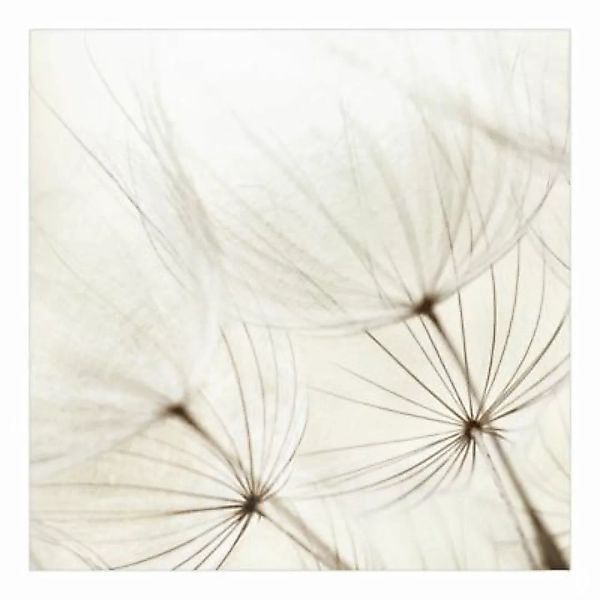 Bilderwelten Blumentapete Sanfte Gräser weiß Gr. 240 x 240 günstig online kaufen