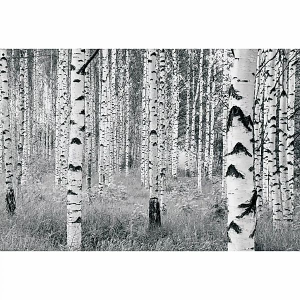 Komar Fototapete Vlies Woods  400 x 270 cm günstig online kaufen