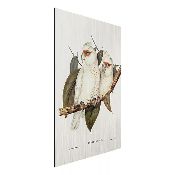 Alu-Dibond Bild Blumen - Hochformat 2:3 Vintage Illustration Weißer Kakadu günstig online kaufen