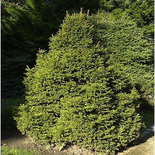 Gnomfichte 50-60cm - Picea abies günstig online kaufen