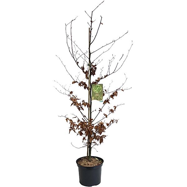 Rotbuche Grün Höhe ca. 100 - 125 cm Topf ca. 5 l Fagus sylvatica günstig online kaufen