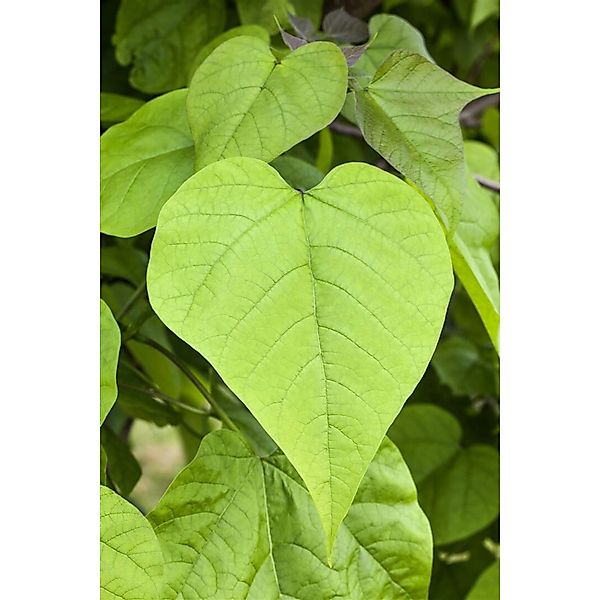 Catalpa Bignonioides Trompetenbaum 100–125 cm Stammhöhe günstig online kaufen