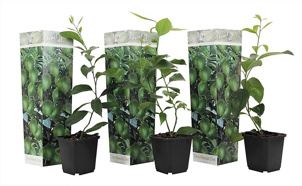 Perfect Plant | 3er Set Citrus Lime Pflanzen Citrus aurantifolia lime günstig online kaufen