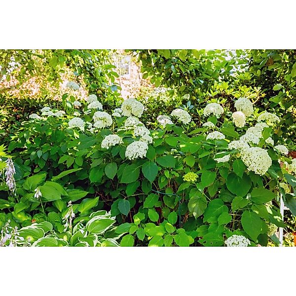 Hydrangea Arborescens Schneeballhortensie 60-100 cm günstig online kaufen