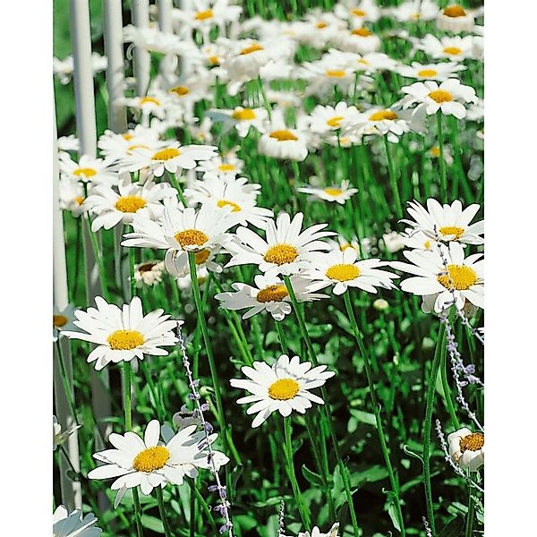 Leucanthemum X Superbum Becky Margerite Ca. 9x9 cm Topf günstig online kaufen