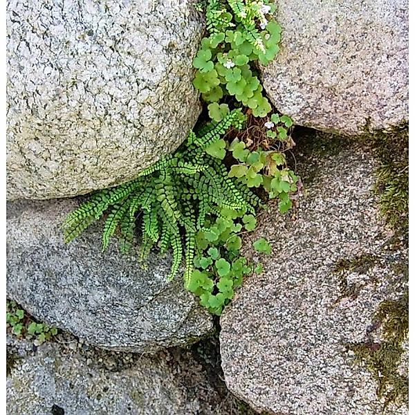 Braunstieliger Streifenfarn - Asplenium trichomanes günstig online kaufen