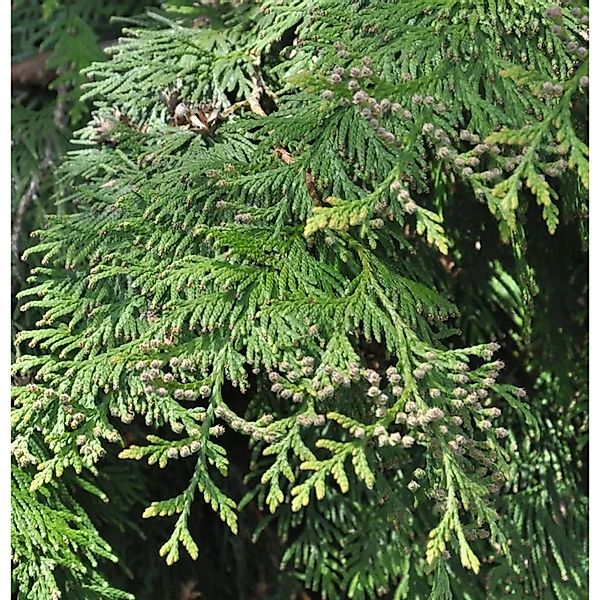 Lebensbaum Martin 60-80cm - Thuja plicata günstig online kaufen