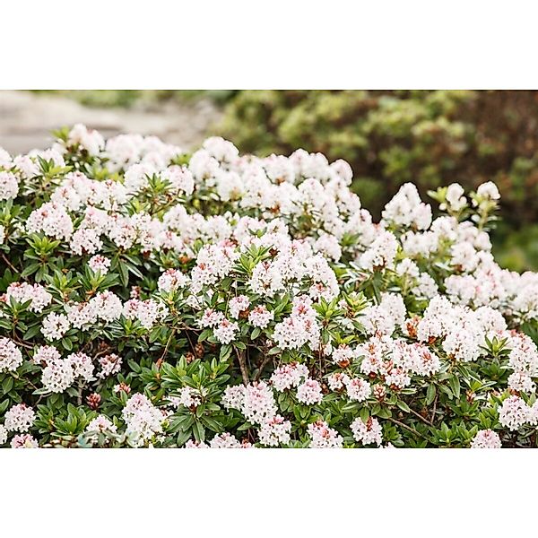 Rhododendron Micranthum Bloombux Kugel Immergrün 25–30 cm günstig online kaufen