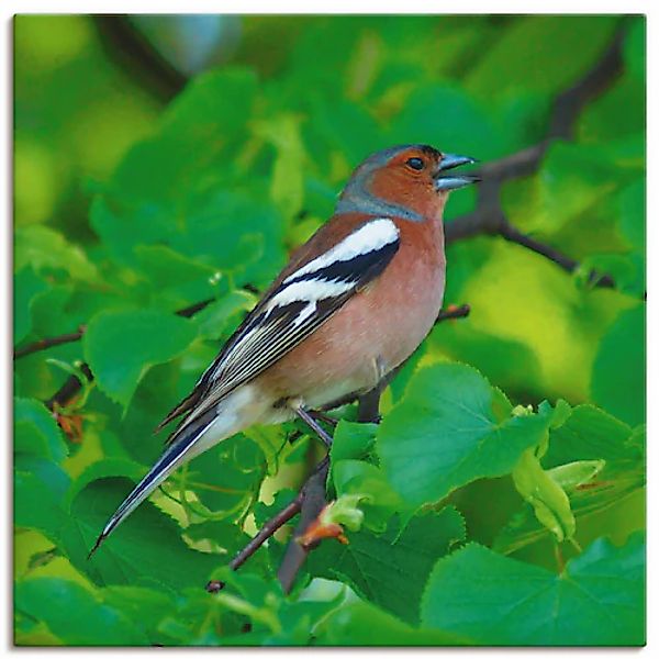 Artland Wandbild »Buchfink Lied«, Vögel, (1 St.), als Leinwandbild, Poster günstig online kaufen