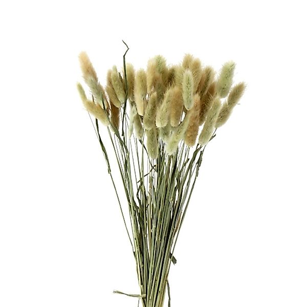 Samtgras 50 Stiele ca. 50–60 cm – Trockenblumen Lagurus natur günstig online kaufen