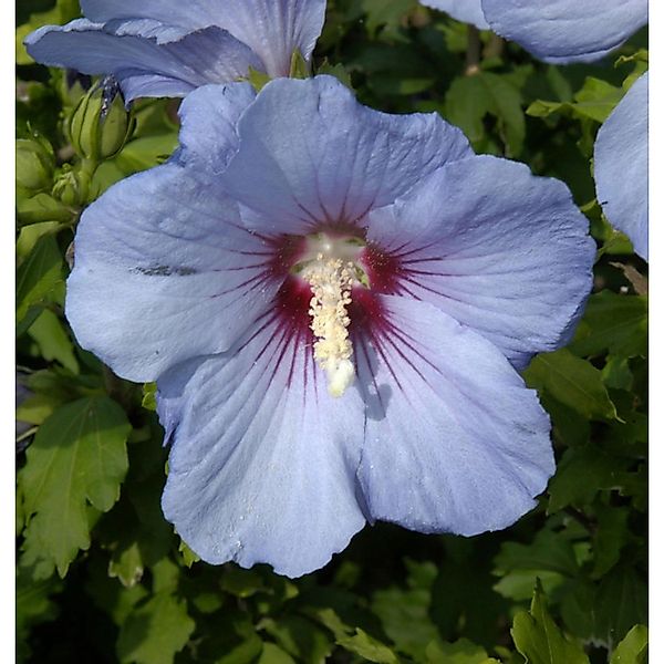 Hochstamm Rosen Eibisch Blue Bird 80-100cm - Hibiscus syriacus günstig online kaufen