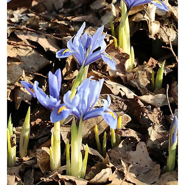 Winteriris Alida - Iris reticulata günstig online kaufen