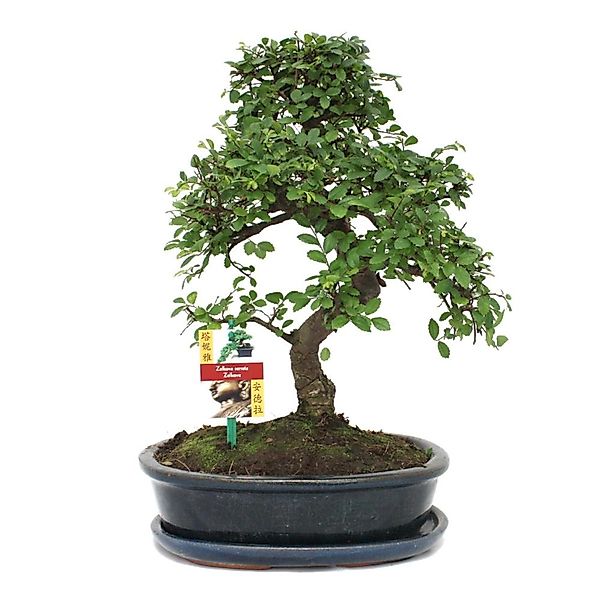 Exotenherz Zimmerpflanze Bonsai Chinesische Ulme - Ulmus parviflora - ca. 1 günstig online kaufen