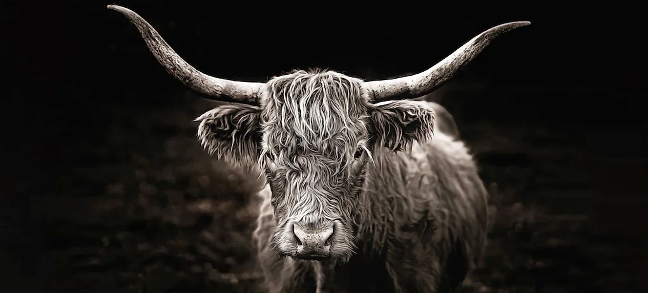 Bönninghoff Leinwandbild "Hochlandrind" Kuhbilder 1 Stk. tlg. BxH: 200x90 c günstig online kaufen