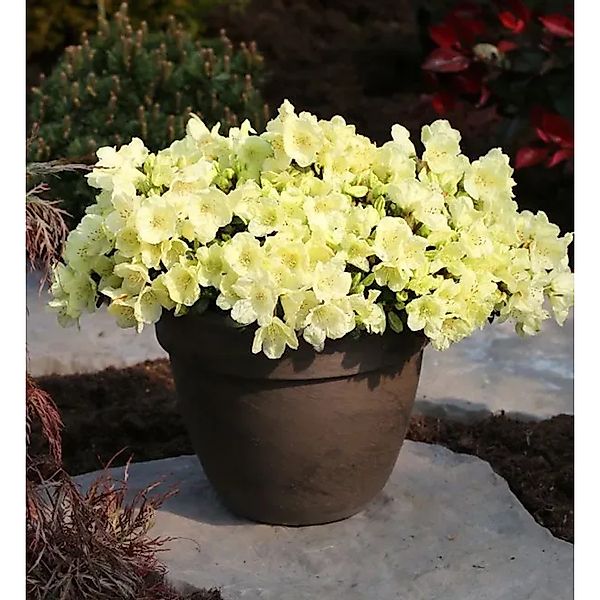 Zwerg Rhododendron Wren 30-40cm - Rhododendron,udlowii günstig online kaufen