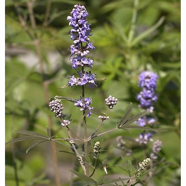 Mönchspfeffer Blue Puffball 30-40cm - Vitex agnus castus günstig online kaufen